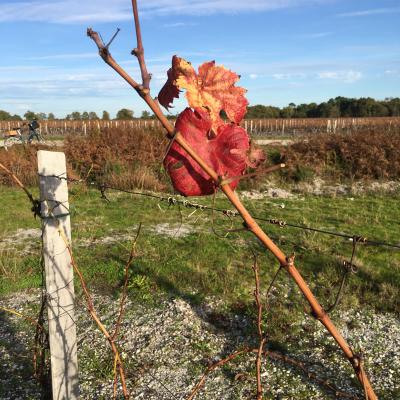 Automne Vigne 2