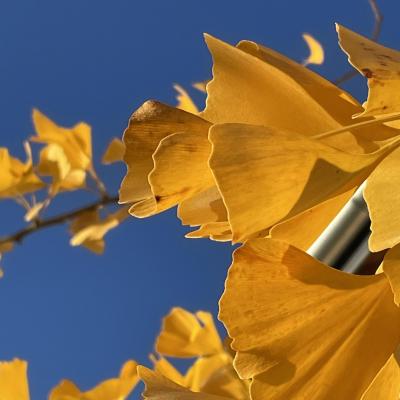 Gingko Biloba